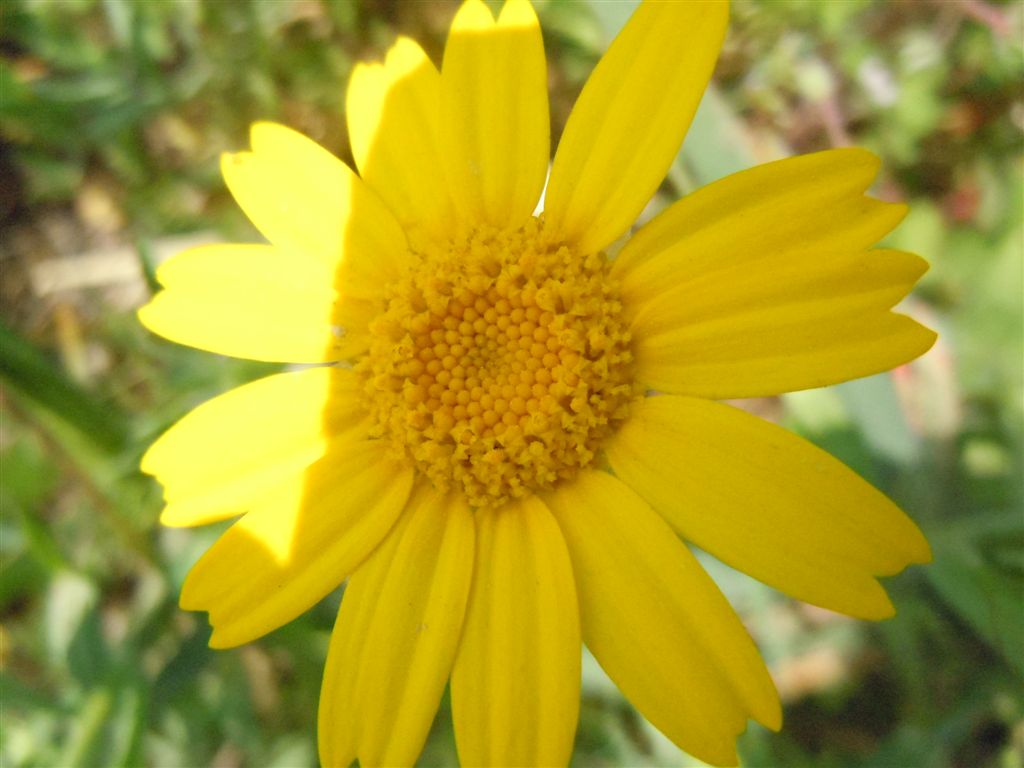 Glebionis segetum / Crisantemo campestre